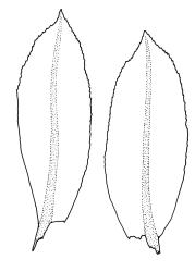 Calomnion complanatum, two lateral leaves with denticulate margins. Drawn from R.B. Allen s.n., CHR 405458.
 Image: R.C. Wagstaff © Landcare Research 2016 